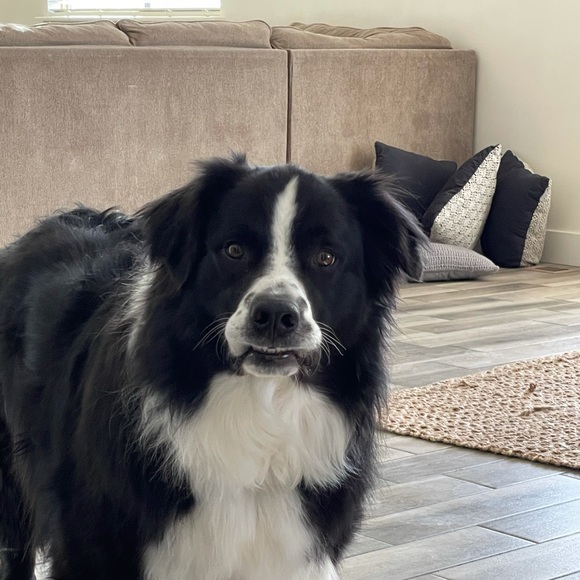 Meet your Posher, Misty - Picture 1 of 1